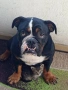 продавам породист женски английски булдог (трицветен - рядък цвят), снимка 1