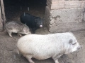 Продавам виетнамски прасета, снимка 6