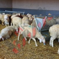 Хранилки/ясли за овце, снимка 10 - За селскостопански - 34655250