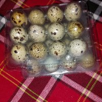 Продавам яйца от пъдпъдъци , снимка 2 - други­ - 42116758