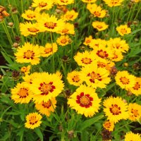 Кореопсис, Coreopsis Grandiflora 'Early Sunrise', снимка 1 - Градински цветя и растения - 39506437