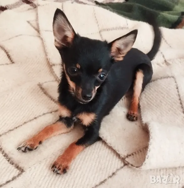  Свободен  мини любимец, снимка 1