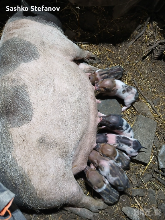 Виатнамски прасета , снимка 1