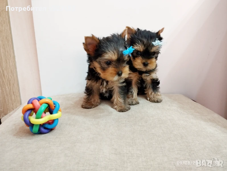 мини йоркширски териер, снимка 1