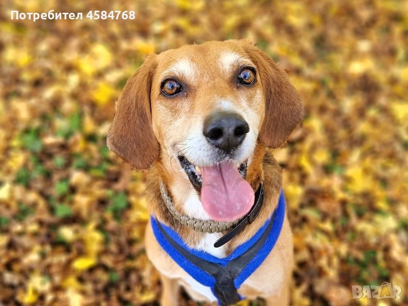 Търсим кучета за фото сесия , снимка 1