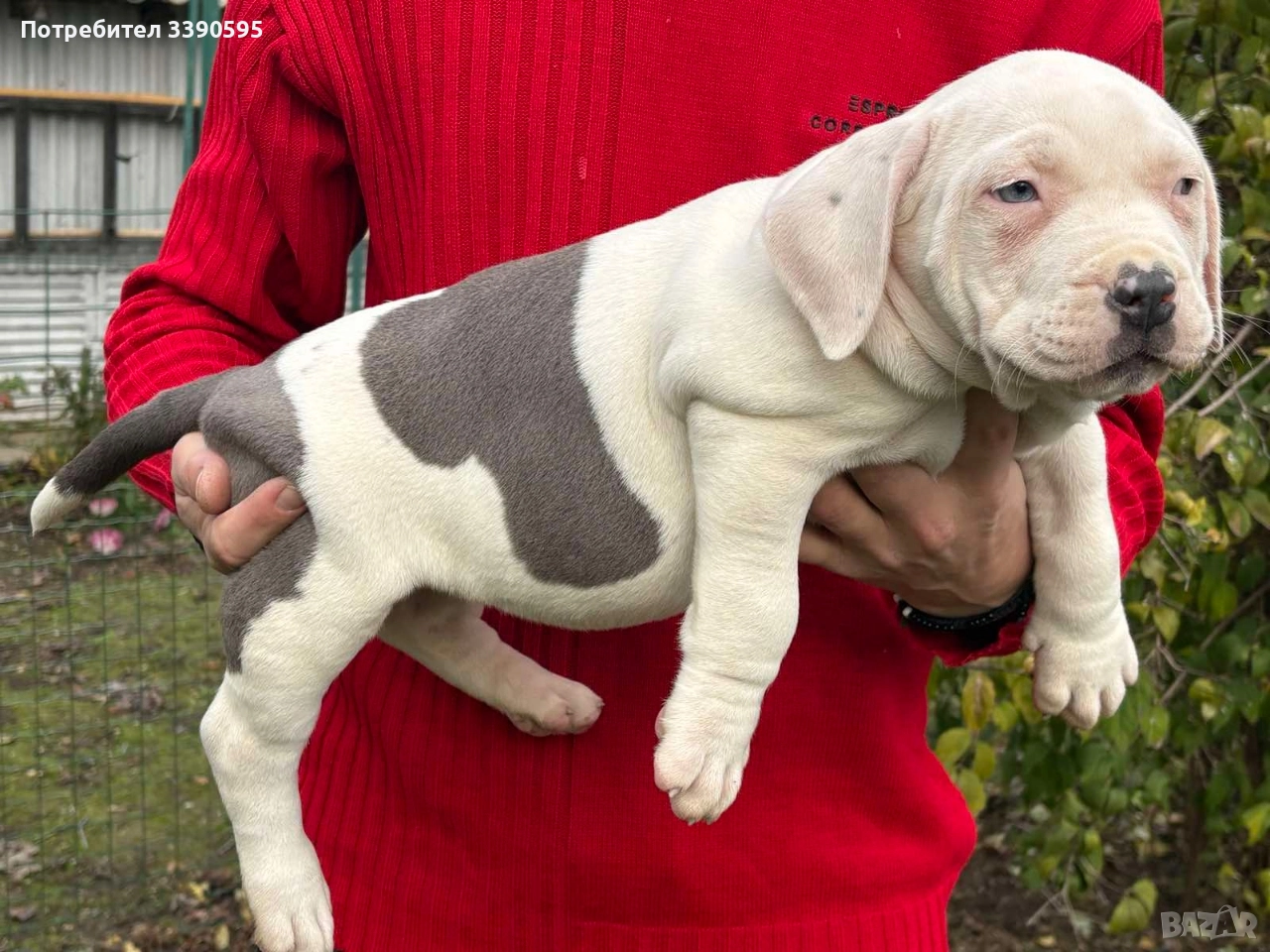 Aмериканско Були Хл , снимка 1