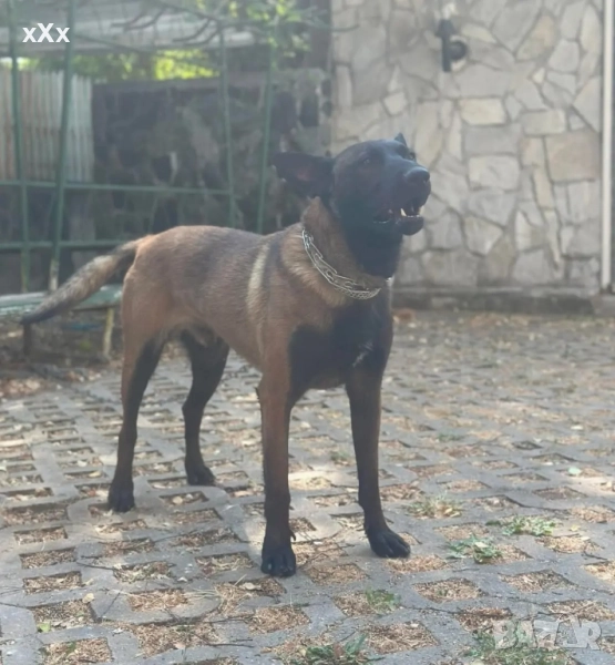 Белгийска Овчарка-Малиноа , снимка 1