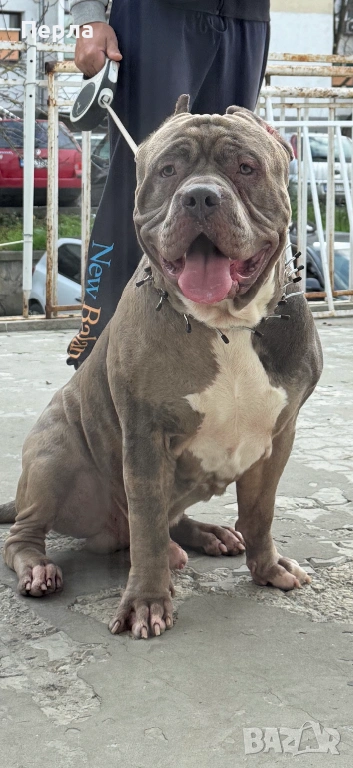 Американско Були ХЛ за разплод, снимка 1