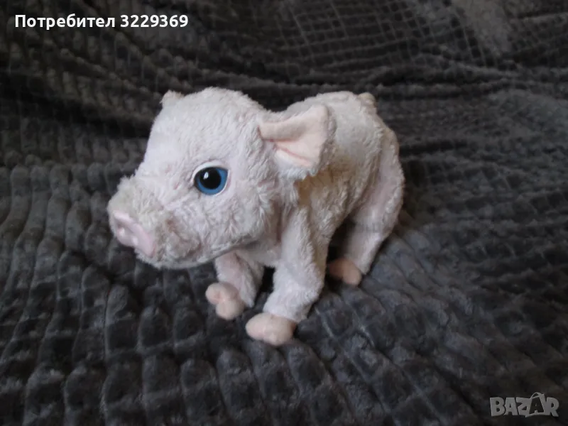 Прасенце бебе, снимка 1