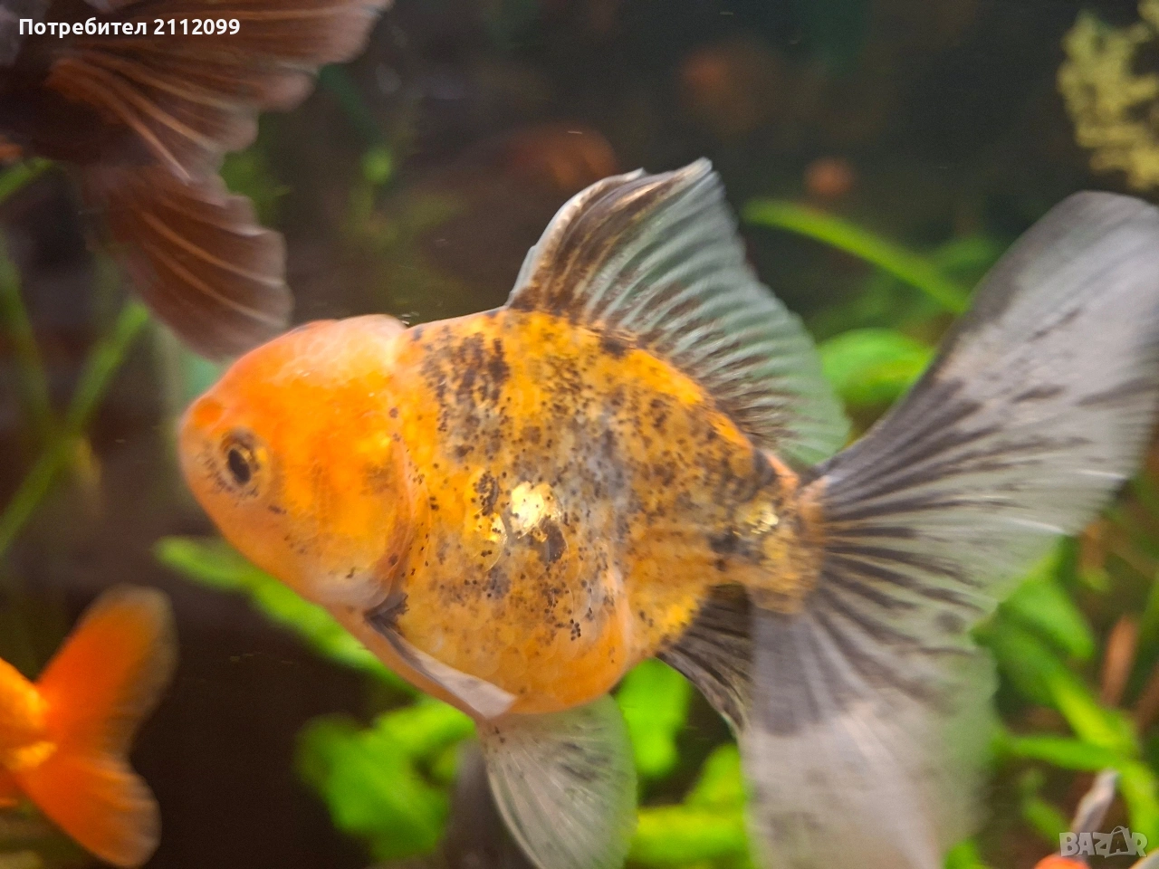 Оранда 8-9см , снимка 1