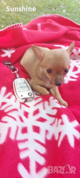 Кученце чихопинчер , снимка 1
