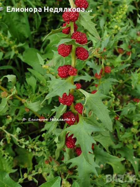 Гърличе (Chenopodium virgatum) алкохолен извлек (с клетъчен комплекс регенерация)  30 мл, снимка 1