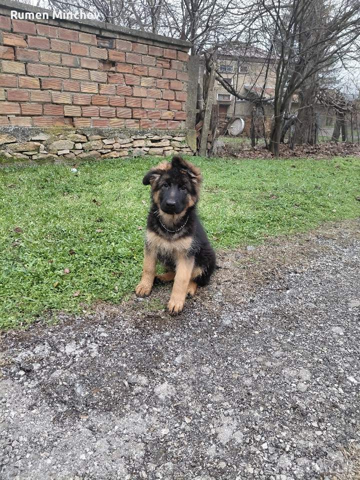 Немски Овчарки малки кученца , снимка 1