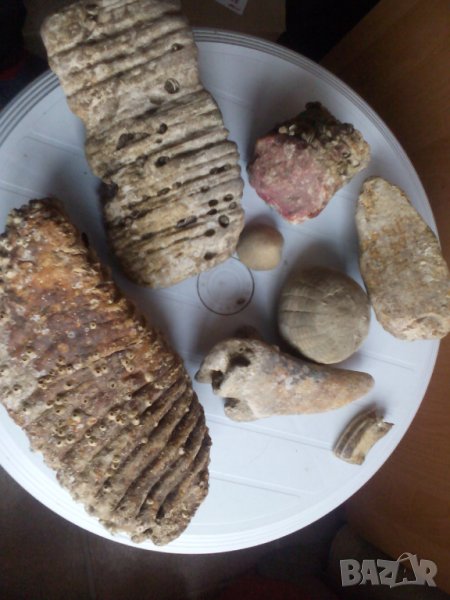 Антики, вкаменелости от тиранозавър зъби и нокът и др, снимка 1