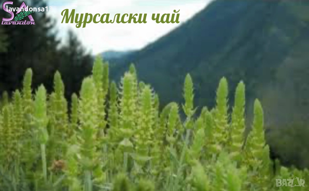  Мурсалски Чай – Разсад на Гол Корен | Планинска Билка, снимка 1