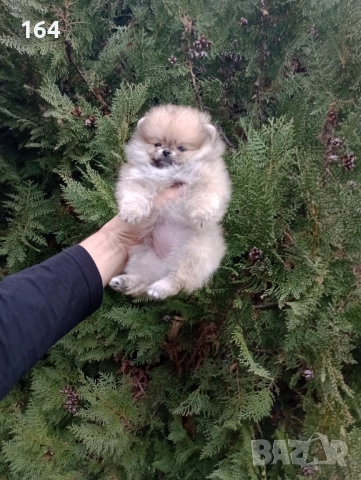 Померани. Момиченца. Реални снимки от 07.12.2025 г., снимка 3 - Померан - 52682065