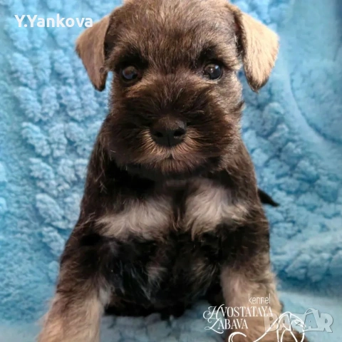 Мини шнауцер сол/пипер,чистокръвни,родителите с ген.тестове , снимка 3 - Други - 52007489