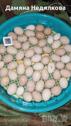 оплодени яйца от австралорп , снимка 6 - Кокошки и пуйки - 53752921