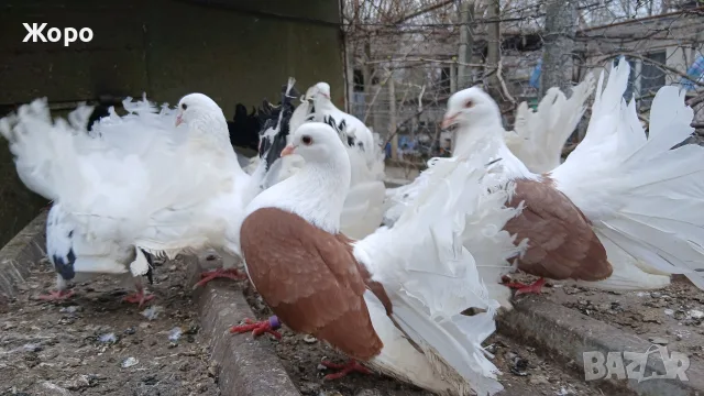 Фенерлии много красиви , снимка 6 - Гълъби - 17088490