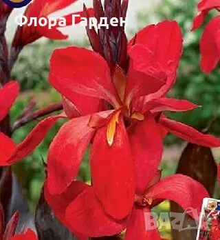 КАННА, КАЛА - Грудки/ ПРЕДВАРИТЕЛНИ поръчки, снимка 2 - Сортови семена и луковици - 49236562