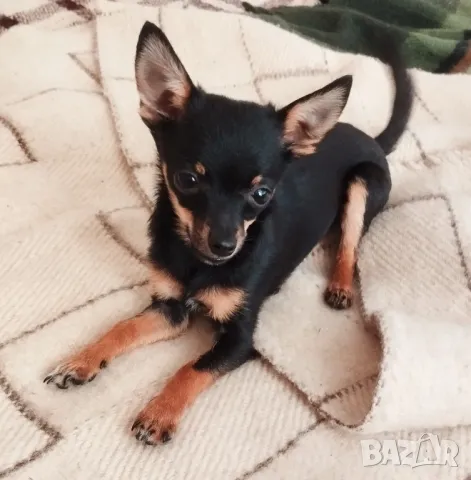  Свободен  мини любимец, снимка 1