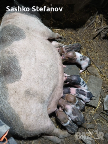 Виатнамски прасета 