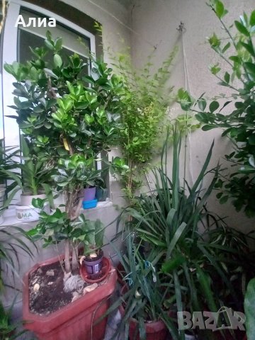 Многогодишен зелен храст Euonymus japonicus, снимка 11 - Градински цветя и растения - 41324609