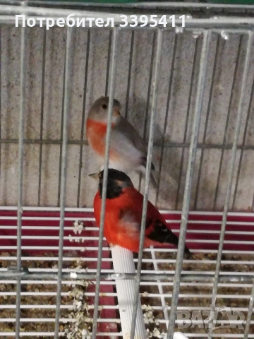 Продавам цветни канари, снимка 14 - Канари - 52188924