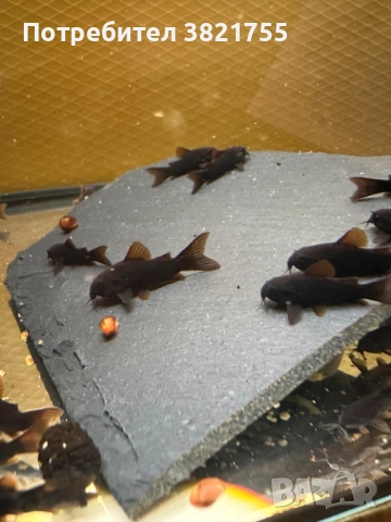 Сомче, сомче coridoras venezuela black, черен коридорас, снимка 4 - Рибки - 52186595