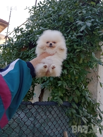 Мини момиченце. Померан. Реални снимки от 19.12.25 г, снимка 5 - Померан - 52809054