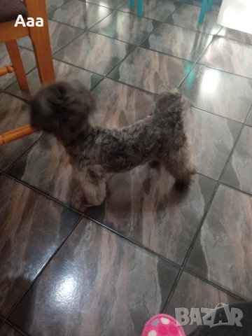 пудел той сребърен , снимка 5 - Пудели - 52906941