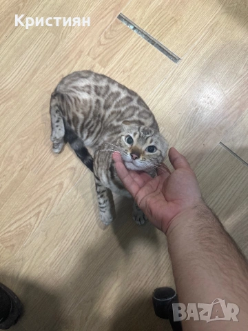 Бенгалска котка момиче