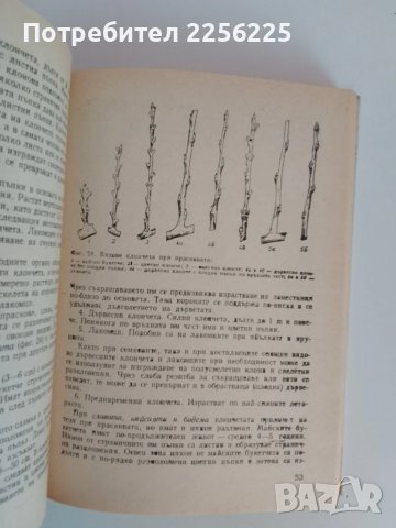 Дворна градина, снимка 4 - Специализирана литература - 51093439