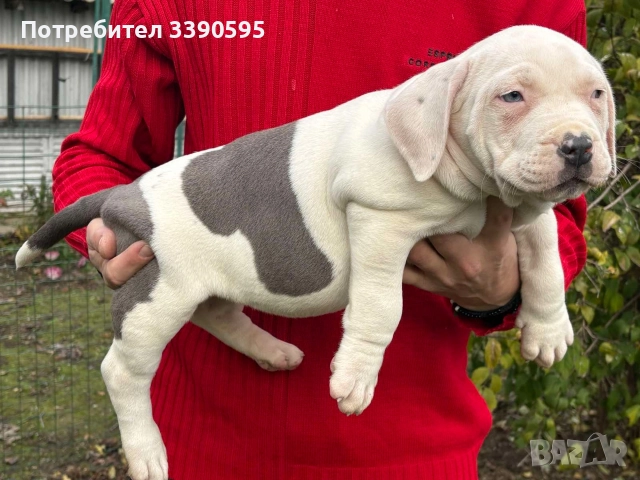 Aмериканско Були Хл 