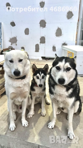 Хъски - Куче, снимка 5 - Хъски - 52841276