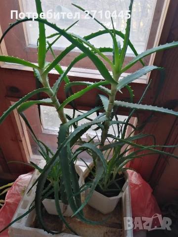 Лечебно Алое Вера и Дървовидно алое, снимка 10 - Стайни растения - 34336379