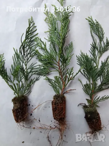 Лейланди, Cupressocyparis leylandii, в мултипалети. 20-30cm., снимка 3 - Разсади - 48092695