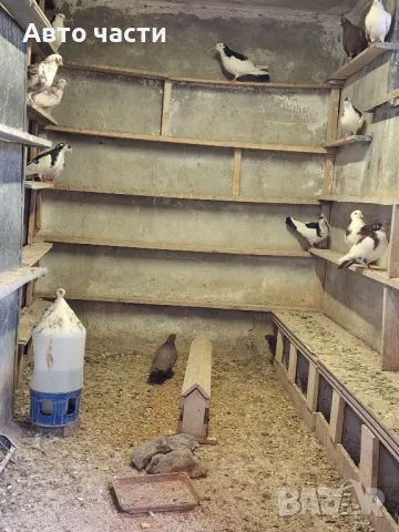 пазарджишки гълаби на хвърче не, снимка 3 - Гълъби - 48931182