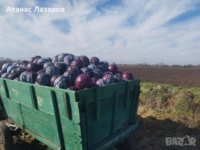 Продавам ЧЕРВЕНО ЗЕЛЕ НА ЕДРО!!!, снимка 2 - Други - 53499847