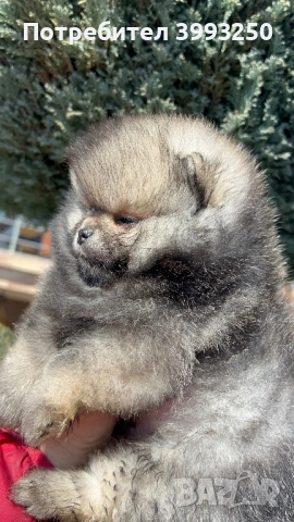 Мини момчета померан, снимка 6 - Померан - 53803711