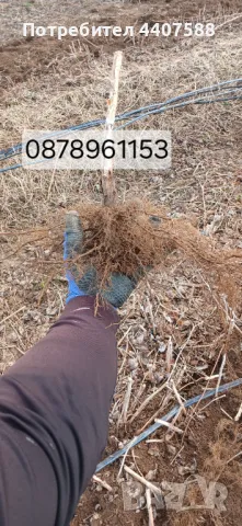 Расзад малини , снимка 10 - Разсади - 49498256