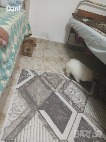 Mini Pomeran, снимка 16 - Померан - 53661268