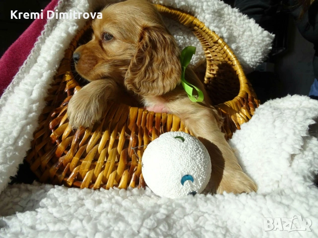 Английски кокер шпаньол бебета с ваксина и паспорт , снимка 2 - Шпаньоли - 53074657