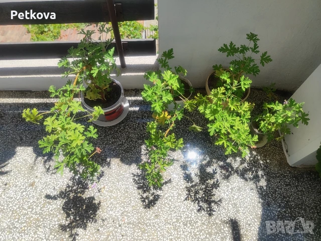 Индрише, снимка 3 - Стайни растения - 51010861