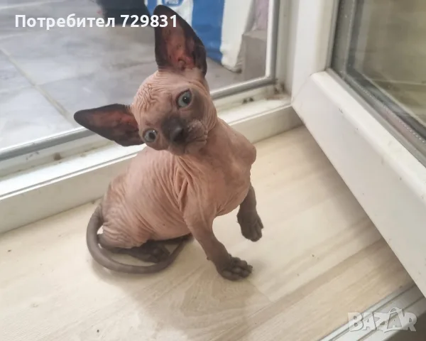 Канадски сфинкс, котенца, снимка 3 - Сфинксове - 54595069
