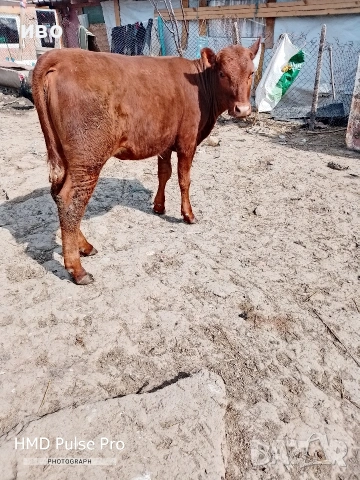 селскостопански животни