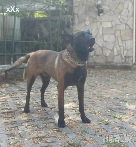 Белгийска Овчарка-Малиноа 