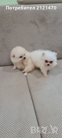 Мини пумерани две момченца на 3 месеца., снимка 3 - Померан - 51991733
