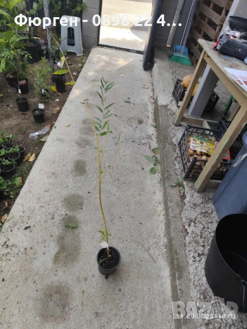  Бреза и Върба, снимка 15 - Разсади - 47441640