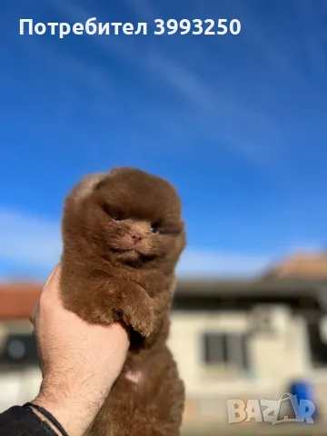 Померан , снимка 2 - За кучета - 48458860